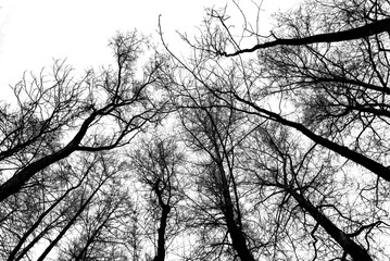 silhouette of a tree