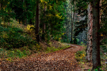 road with fallen leaves