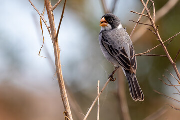 Sporophila albogularis 