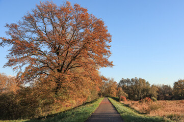 Herbstlicher Rheinradweg im Elsass bei Seltz