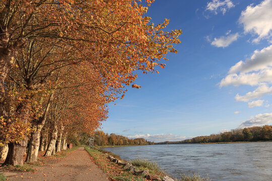 Herbstliches Rheinufer bei Lauterbourg im Elsass