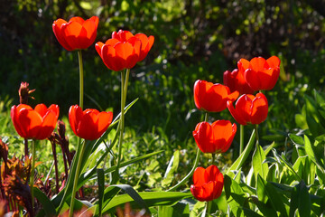 Fototapeta premium Tulips in bloom in the garden, Sainte-Apolline, Québec, Canada