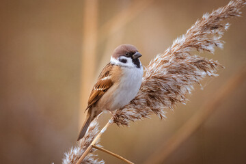 Close-up of a Eurasian tree sparrow perched atop a reed seed head, looking toward the camera lens on a sunny autumn evening.