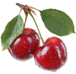 Two plump, red cherries on a branch, with leaves and water droplets
