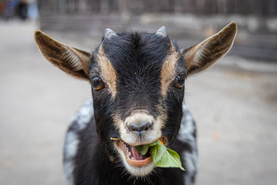 Close-up portrait of a young pygmy goat chewing a leaf and looking straight toward the camera lens against a grey background. - Powered by Adobe