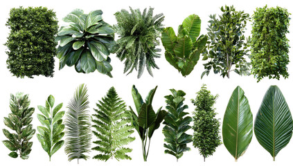 Tropical foliage collection