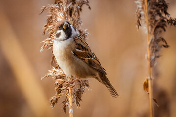 Close-up of a Eurasian tree sparrow perched atop a reed seed head, looking toward the camera lens on a sunny autumn evening.