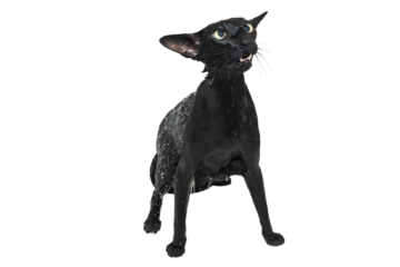 Cat taking shower, wet black oriental cat in PNG isolated on transparent background