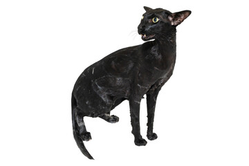 Cat taking shower, wet black oriental cat in PNG isolated on transparent background