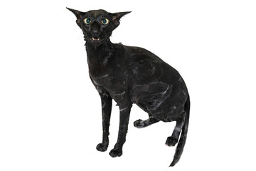 Cat taking shower, wet black oriental cat in PNG isolated on transparent background