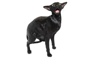 Cat taking shower, wet black oriental cat in PNG isolated on transparent background