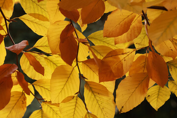 autumn leaves background