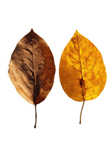 Two autumn leaves, one brown, one golden yellow, side-by-side against a black background.  Leaves are oval shaped with visible veins.  The brown leaf shows signs of decay.  