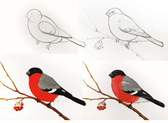 Bullfinch drawing tutorial steps. Red bird painting sketch. Art education illustration design creativity. Light background tutorial step-by-step