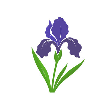 Vector illustration of iris flowers on a white isolated background. Template for postcard, poster, logo, web design. Hand drawn. Not AI,