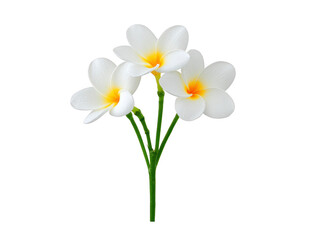 Fototapeta premium White frangipani flower with yellow center, three tropical blossoms on green stem, isolated on transparent background, symbolizing purity and relaxation