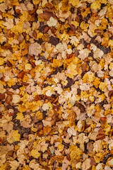 Feuilles d’automne — texture naturelle en plein cadre