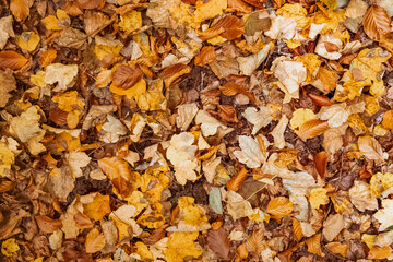 Feuilles d’automne — texture naturelle en plein cadre