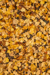 Feuilles d’automne — texture naturelle en plein cadre