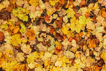 Feuilles d’automne — texture naturelle en plein cadre