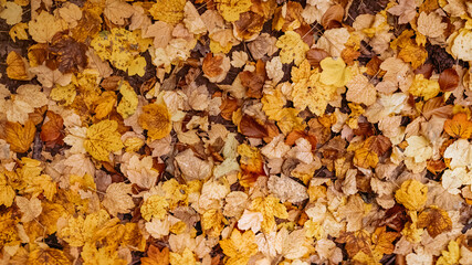 Feuilles d’automne — texture naturelle en plein cadre