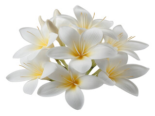 White frangipani flower bouquet with yellow center, tropical floral arrangement, delicate petals, natural beauty, isolated on transparency background, fresh and elegant