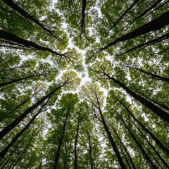 Dense canopy of mature hardwood trees reaching high into the sky, showcasing robust growth and strong timber potential, trunk, resource, foliage