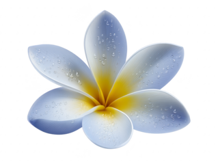 White plumeria flower with yellow center and water droplets, isolated on transparent background, symbolizing freshness, purity, and tropical beauty, perfect for spa or relaxation themes