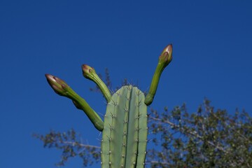 Ein spanischer Kaktus beginnt zu bl&uuml;hen