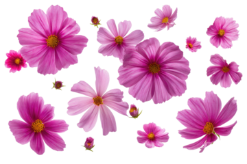 Pink cosmos flowers arranged in a cluster