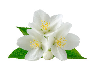 Obraz premium White jasmine flower with green leaves, delicate petals, and yellow stamens, symbolizing purity and tranquility, isolated on transparent background, perfect for design and decoration