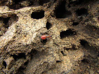 A termite mound bug searching for prey.