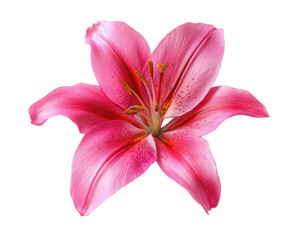 Fototapeta premium Close-up of a vibrant pink lily, isolated against black. Petals are soft, detailed, and textured. Stamens are a rich orange-brown