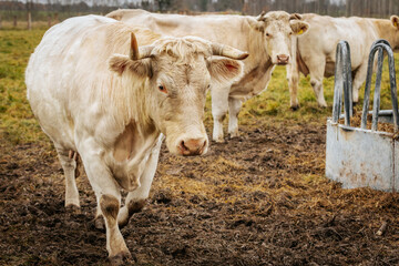 A group of white Charolais cows standing on grassy pasture during daytime, with one prominently in the foreground. Overcast lighting. 11.01. 2025 Brenguli, Latvia