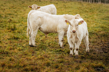 Obraz premium A group of white Charolais cows standing on grassy pasture during daytime, with one prominently in the foreground. Overcast lighting. 11.01. 2025 Brenguli, Latvia