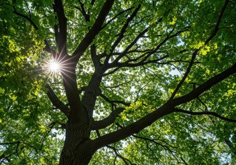 Obraz premium Sunlight filters through the dense, green summer canopy of a mature oak treetop, offering shade and natural tranquility high above the ground, canopy, warm, treetop