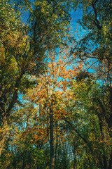 Fototapeta premium Bright autumn leaves on tall trees in a sunlit forest, golden foliage contrasting with deep green trees and clear blue sky, nature landscape in warm sunlight.