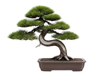 Pine bonsai tree on white background