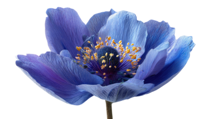 Close-up of a vibrant, deep blue flower.  Soft, textured petals.  Dark center.  Isolated on black