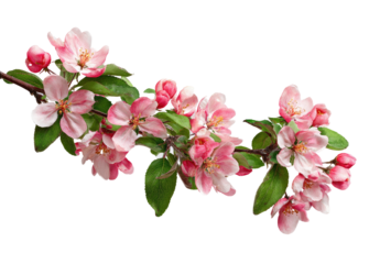 Delicate pink blossoms on a branch (7)