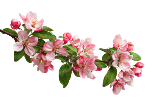 Delicate pink blossoms on a branch (7)
