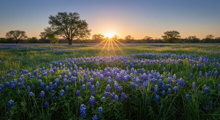 Naklejka premium A wide, panoramic view of a lush spring field blanketed with vibrant blue bonnet wildflowers illuminated by the gentle rays of the rising sun ,spring ,scenic ,season