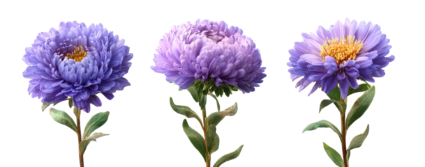 Three  lavender-purple asters against black