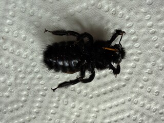 Close-up of a dead black carpenter bee