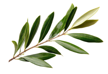 Close-up of an olive branch with vibrant green leaves and a light brown stem