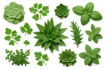 Various fresh green herbs and succulent plants arranged as a flat lay collection on a transparent background, ready for use