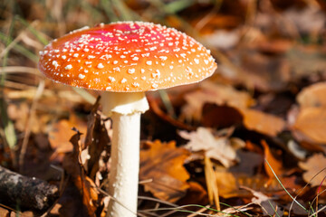 fly agaric mushroom in forest