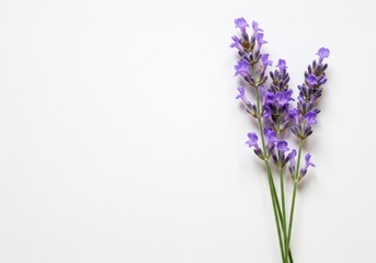 Obraz premium A delicate cluster of fresh, aromatic lavender blooms, showcasing vibrant purple hues against a pristine, solid white background for maximum contrast ,purple ,clean ,background