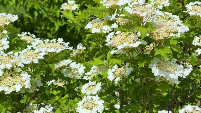 Viburnum opulus white flower clusters and leaves. Spring blomming  Landscape Plant 