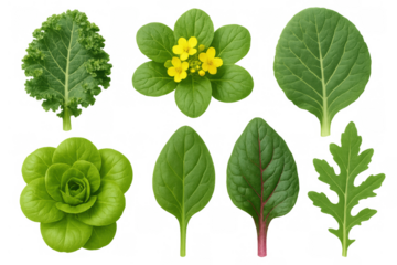 Fresh green leafy vegetables set including kale, lettuce, spinach, chard, arugula, and bok choy on transparent background